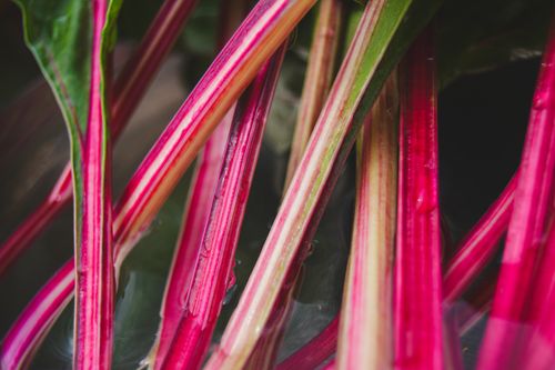 Free Swiss Chard Stock Photo