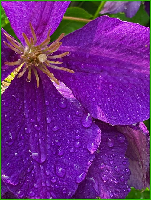 Free stock photo of clematis, drops, flower