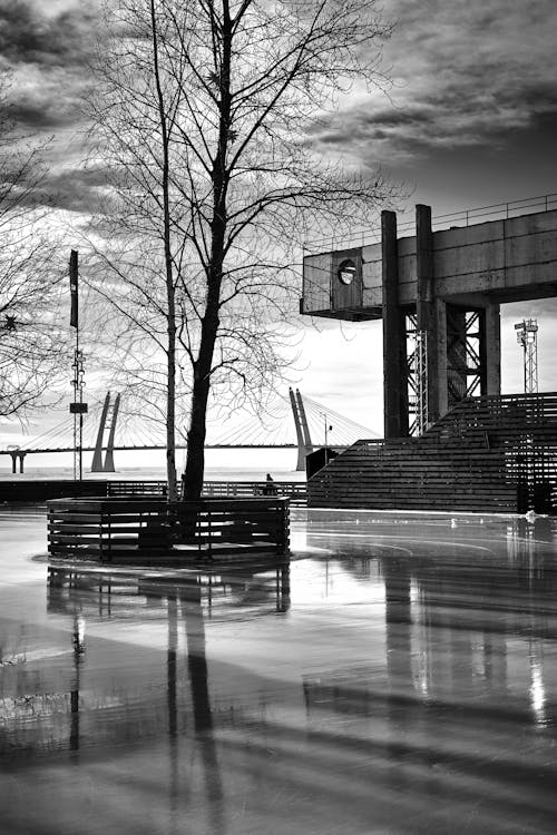 Black and White Photo of a Tree Growing in the Middle of a Square 