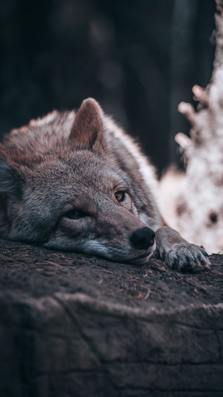 A serene wolf lies on the forest floor, captured in a close-up shot with natural lighting.