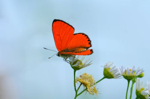 Fotobanka s bezplatnými fotkami na tému krvavočervený klzák, kvety, motýľ