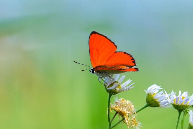 Butterfly On Flowers