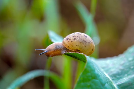 Detailed shot of a snail with shell on a leaf, showcasing nature's beauty.