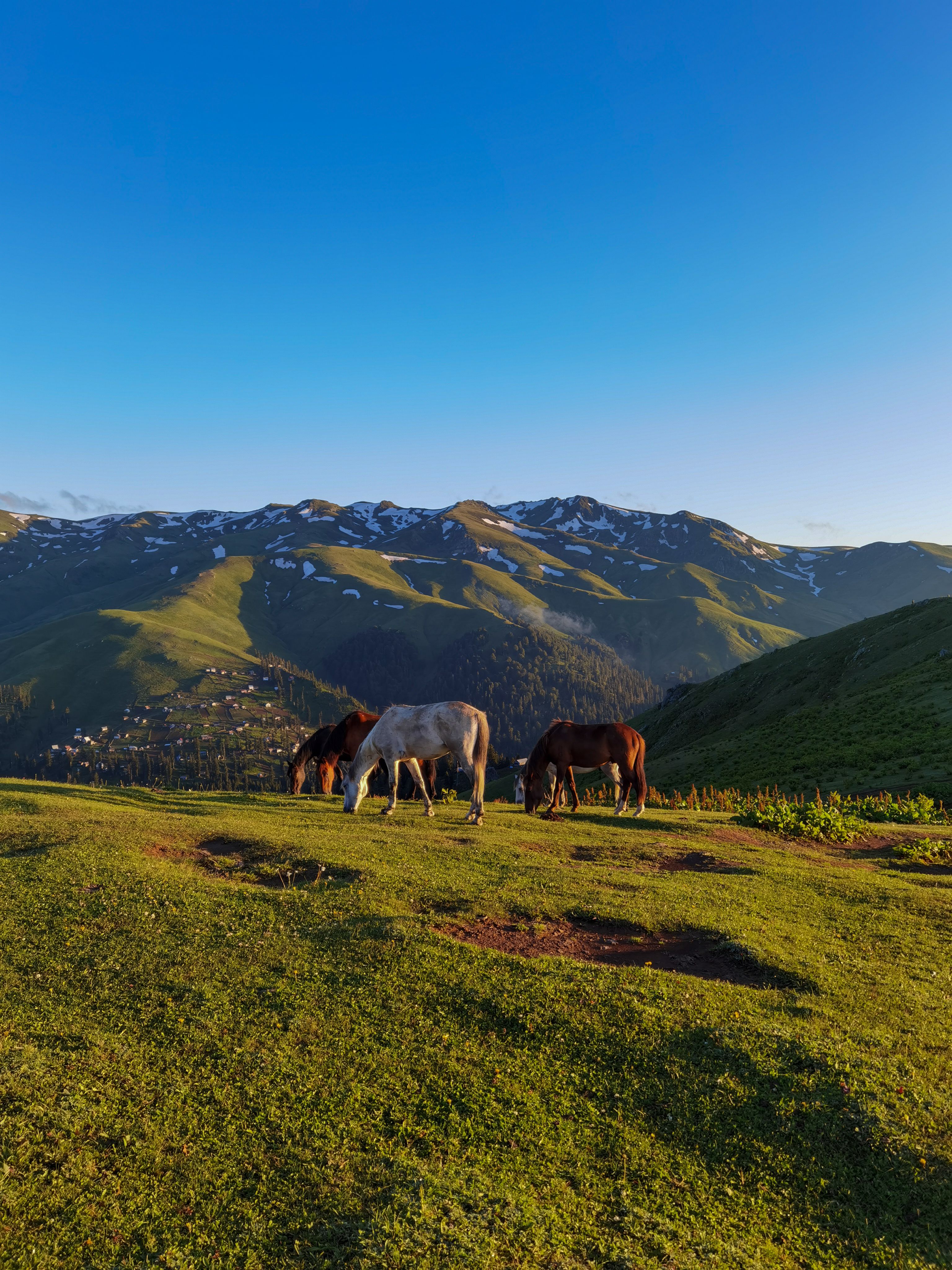 Horses on Sunlit Pasture · Free Stock Photo