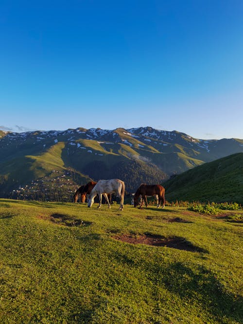 Immagine gratuita di animali, cavalli, colline