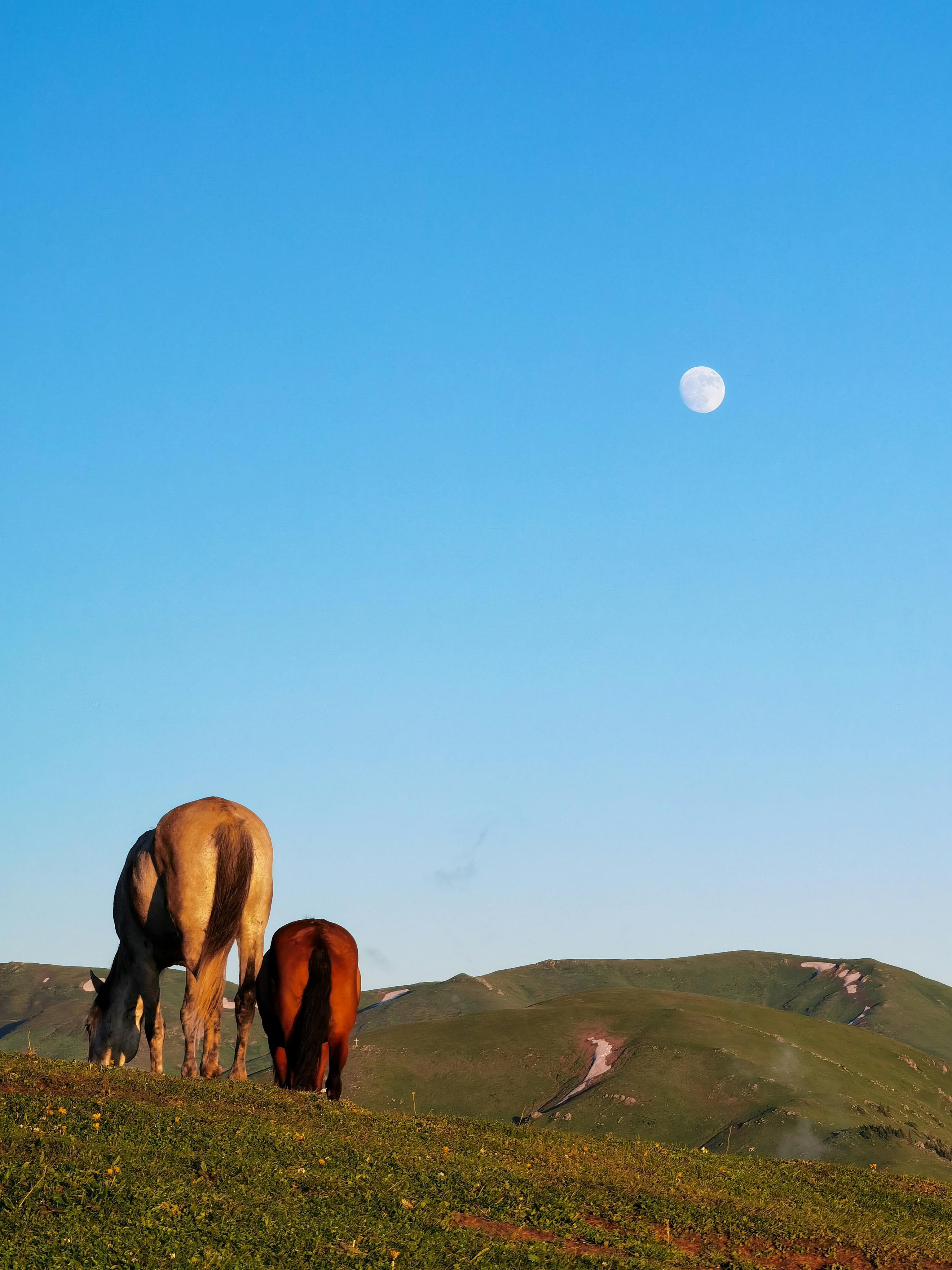 The Pastvre  MooCovv's pasture