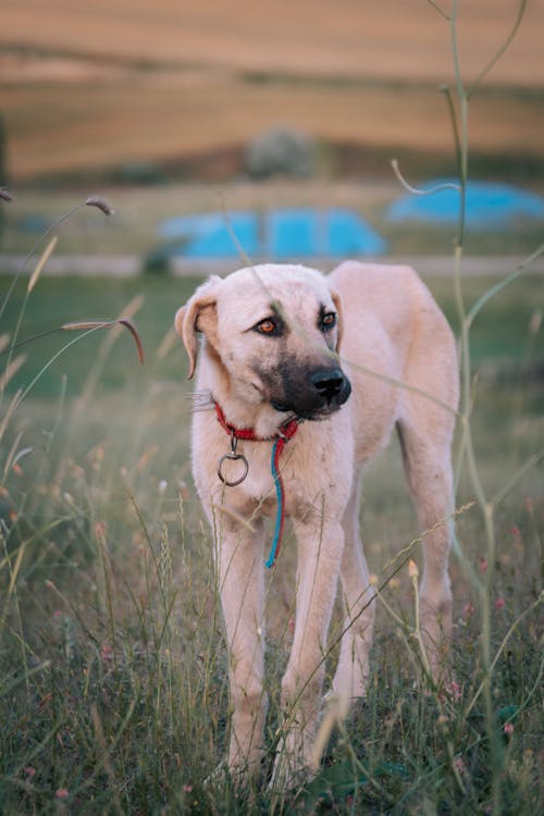 Dog in Grass