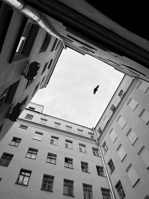 Bird Flying against Skylight