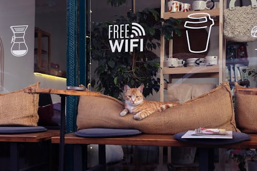 Безкоштовне стокове фото на тему «кафе, кішка, лавки»