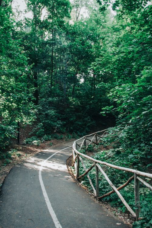 Free A serene footpath winding through a lush green forest, perfect for nature walks. Stock Photo