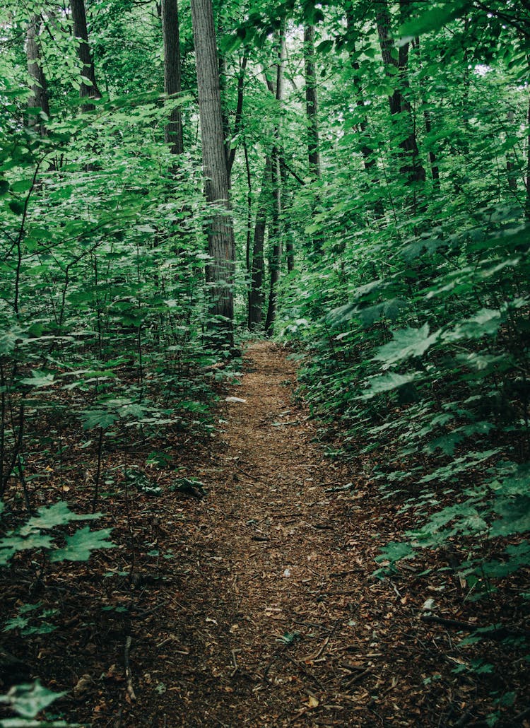 Footpath In Forest