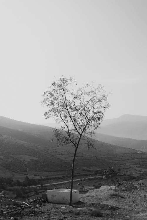 경치, 나무, 농촌의의 무료 스톡 사진