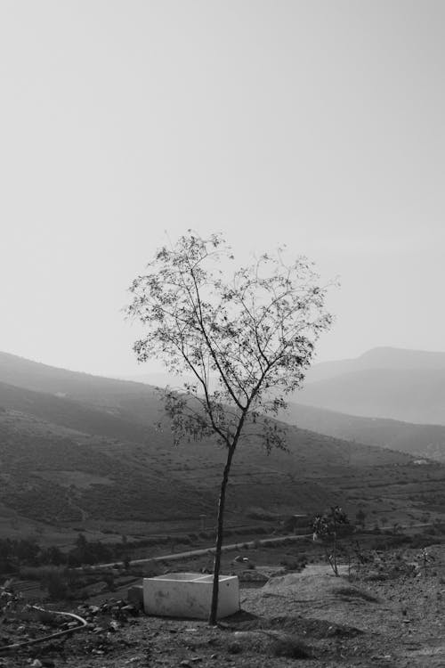 Základová fotografie zdarma na téma černobílý, jednotlivý, kopec