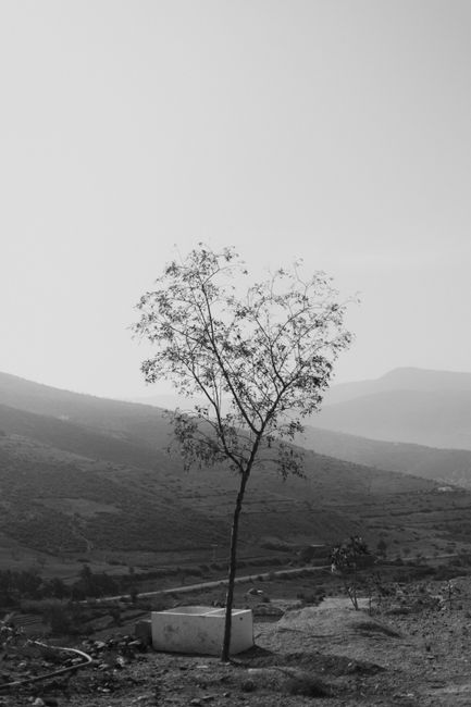 Black and white photo of a lone tree standing in a peaceful countryside setting, conveying tranquility.