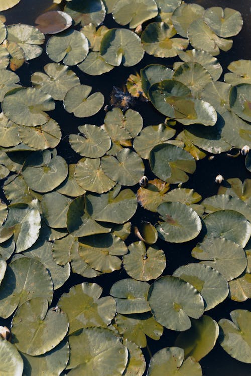 Sunlit Water Lilies on Water