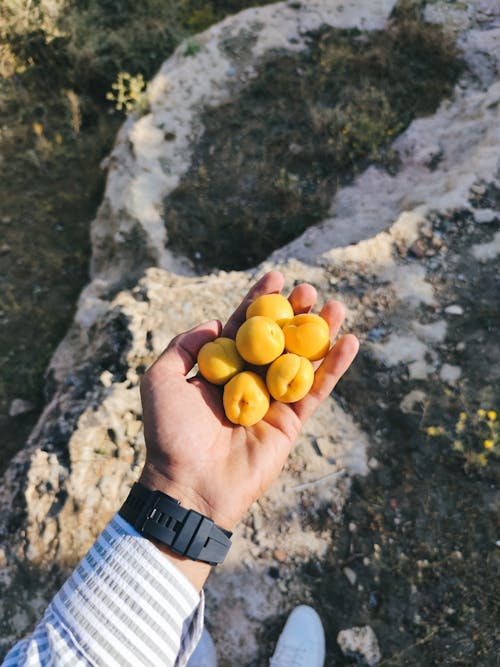 Apricots in Hand