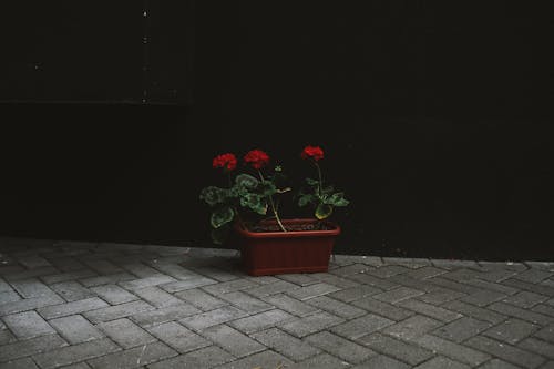 Бесплатное стоковое фото с lesves, булыжники, растение в горшке