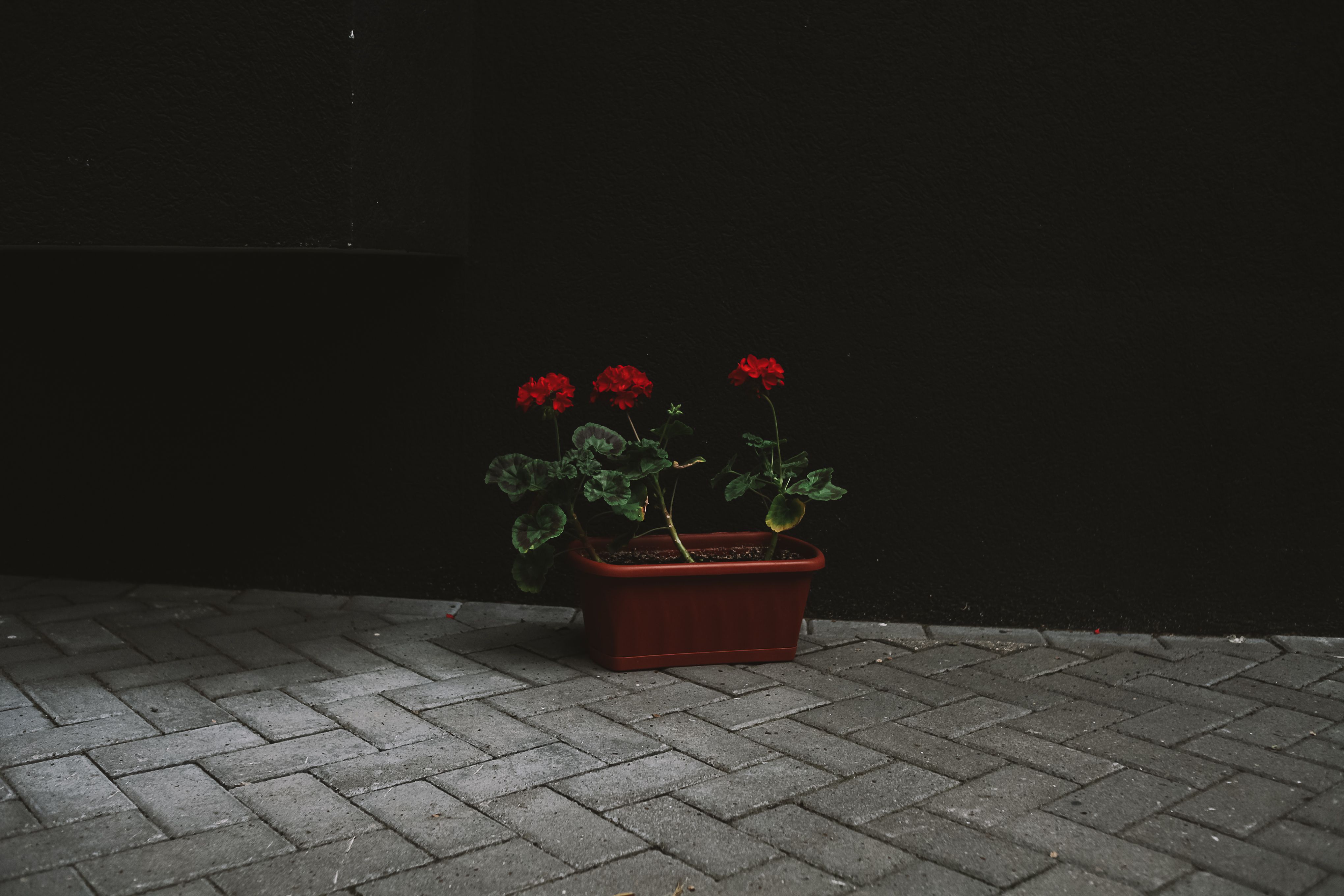 Gratis Immagine gratuita di bellezza urbana, boccioli, ceramiche Foto a disposizione