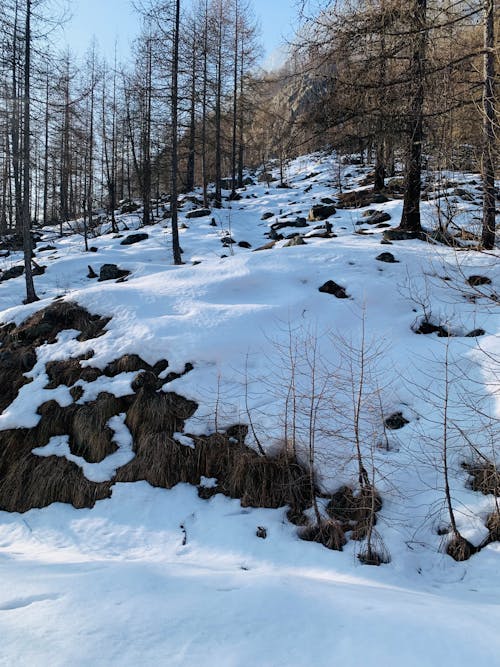 Snow among Trees in Winter