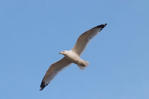 Seagull Soaring in a Blue Sky
