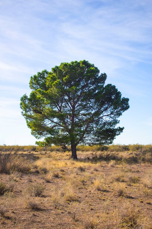 A Tree in a Field