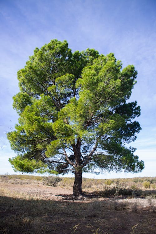 Foto profissional grátis de área, árvore, aumento