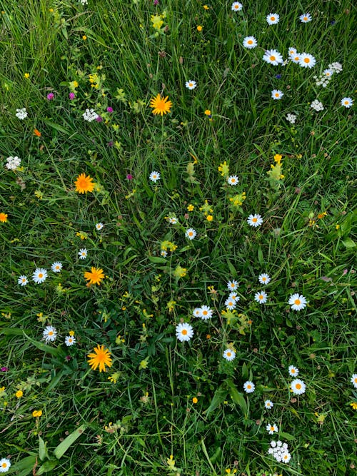 Flowers in a Meadow 