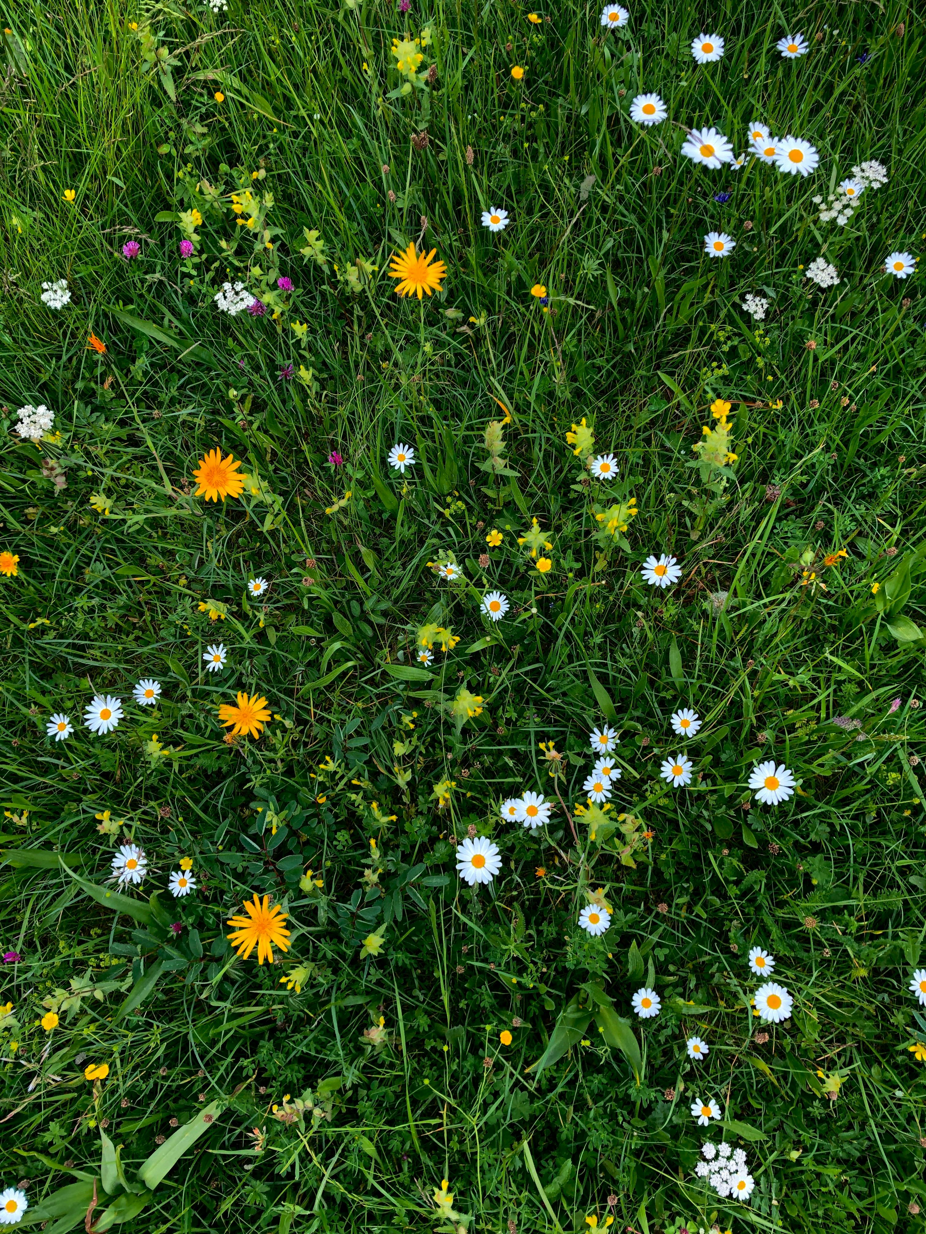 Cập nhật 67+ về hình nền hoa cỏ may mới nhất - cdgdbentre.edu.vn