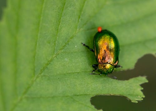 Безкоштовне стокове фото на тему «Beetle, впритул, зелений»