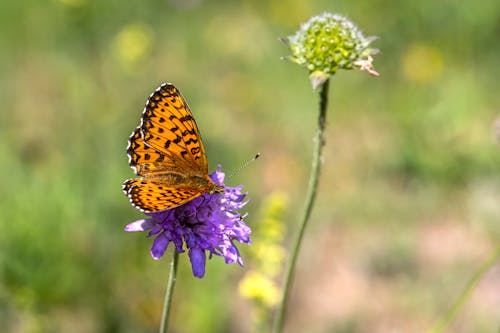 Immagine gratuita di avvicinamento, farfalla, fiore