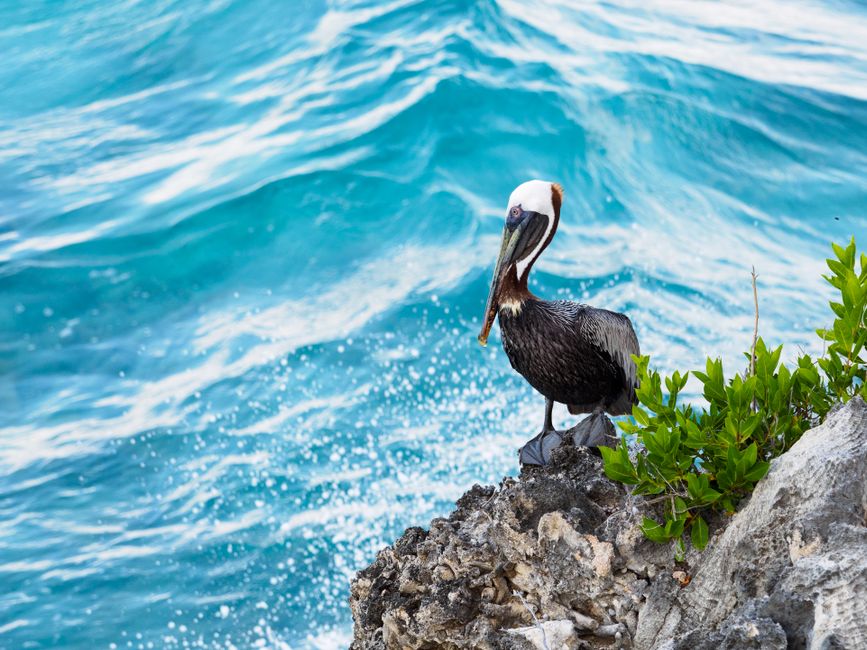 Pelican perched on rocky coast with vibrant ocean background - perfect for wildlife themes.