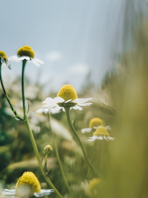 Бесплатное стоковое фото с beauty in nature, daisy, flowers