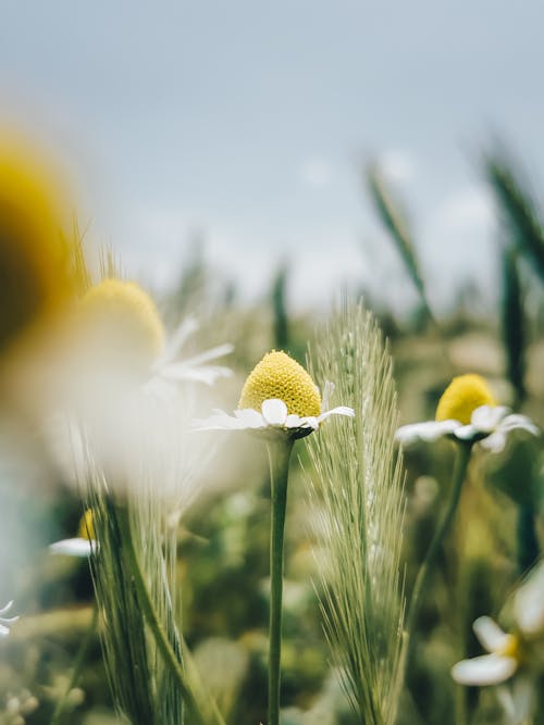 Kostnadsfri bild av äng, anläggning, blommor