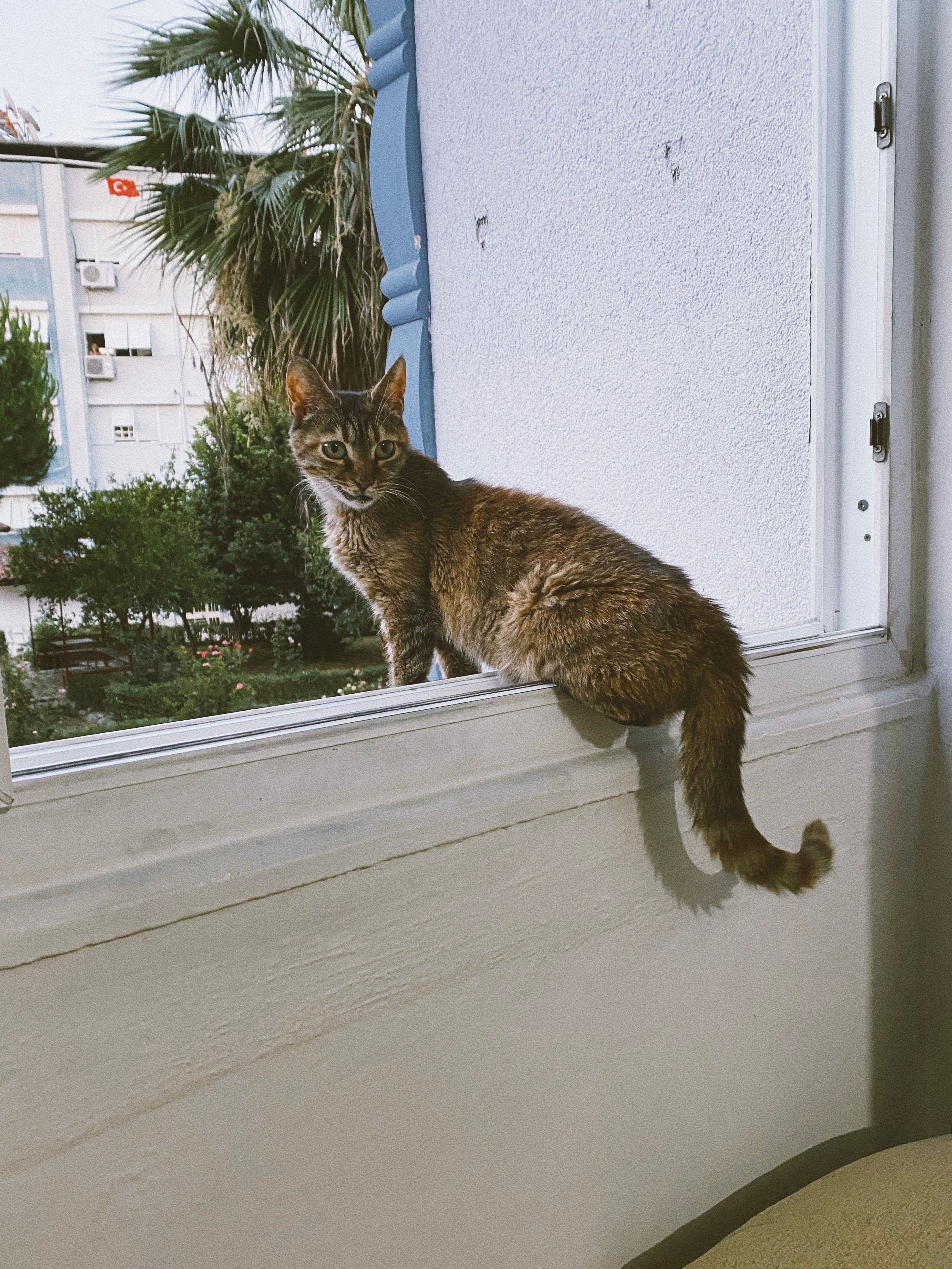 WINDOWS ALTERNATIVE FOR CAT visual data 3