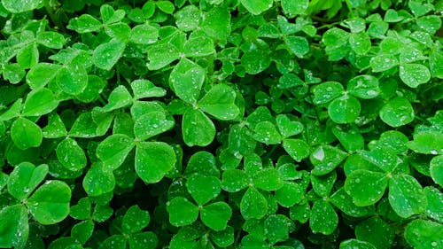 Free stock photo of clovers, cloves, damp