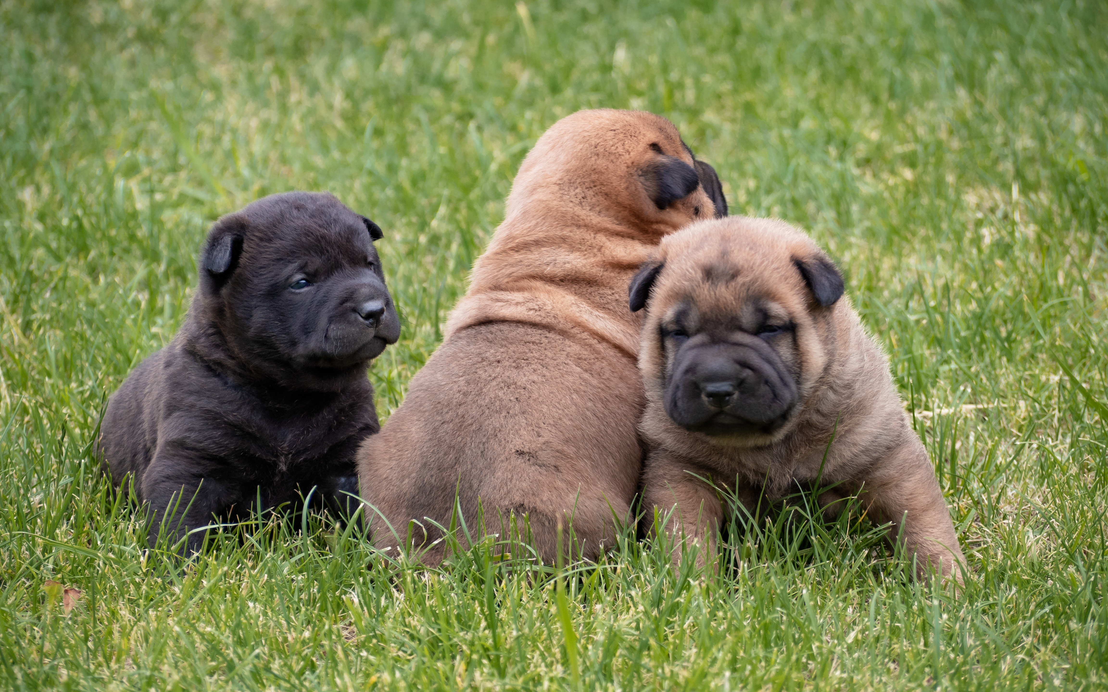 Safe Place To Buy Dogs In Ontario: Responsible Buying Guide for Canadian Families
