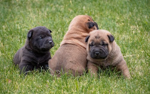 Gratis stockfoto met babyhondjes, detailopname, dierenfotografie