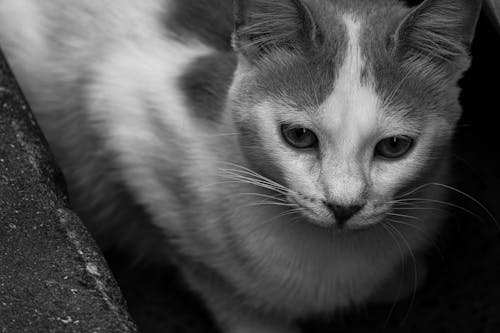 Free Close up of a Cat Stock Photo