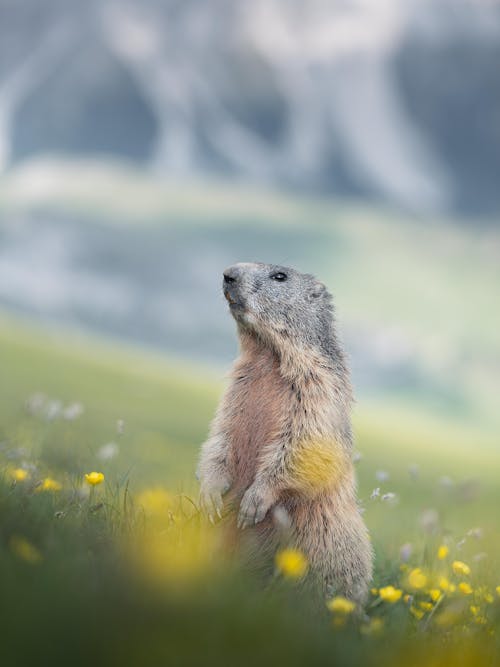 Close up of Woodchuck