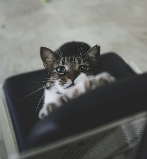 Cat on Chair