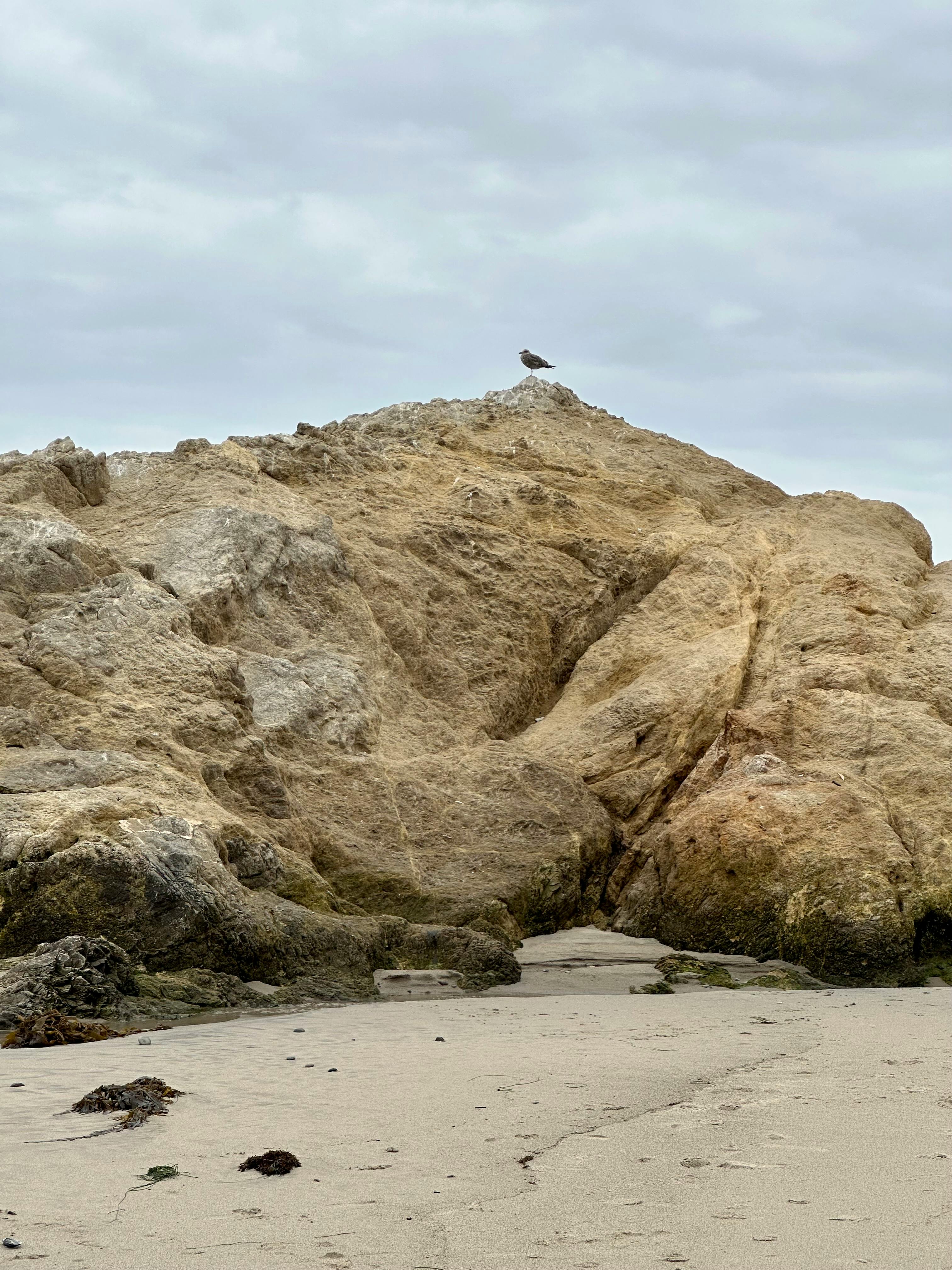 A lone seagull perched atop a rocky cliff by the sea under a cloudy sky.