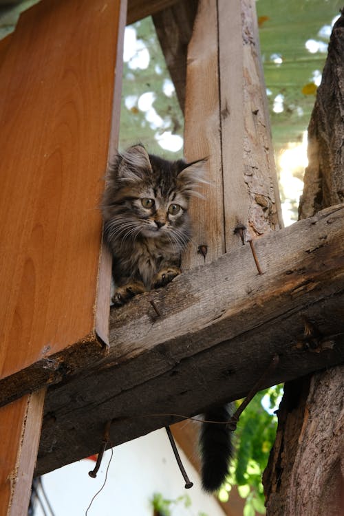 Kitten on Wooden Fence