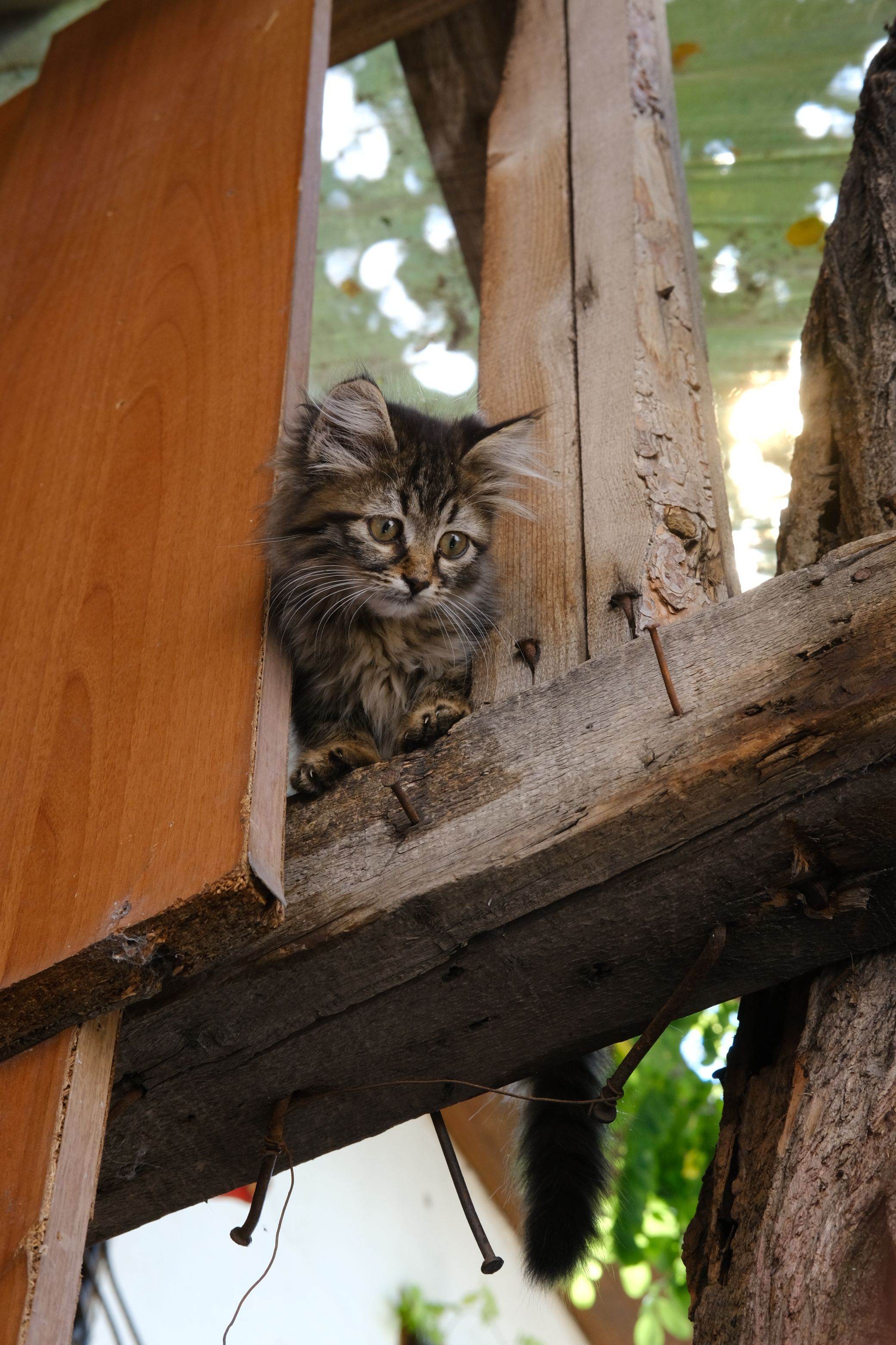 Kitten on Wooden Fence · Free Stock Photo