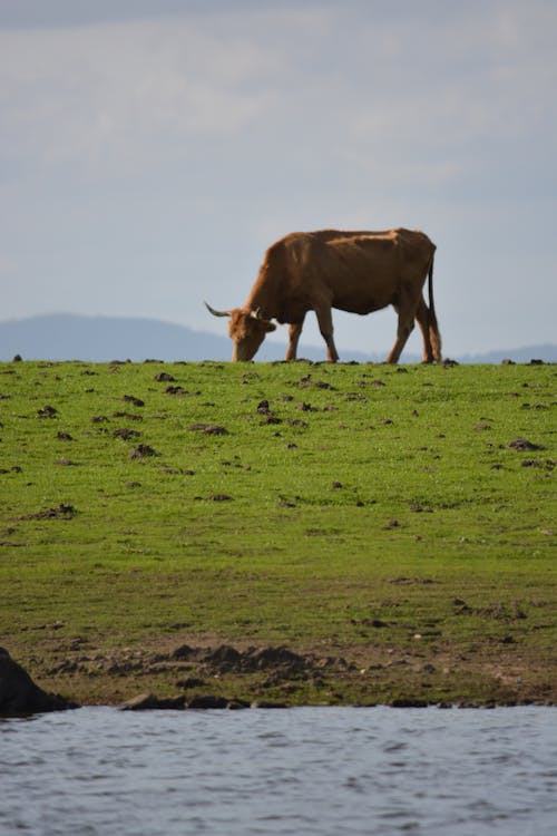 動物, 垂直拍攝, 牛 的 免費圖庫相片