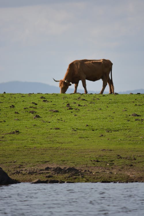 Cow on a Field