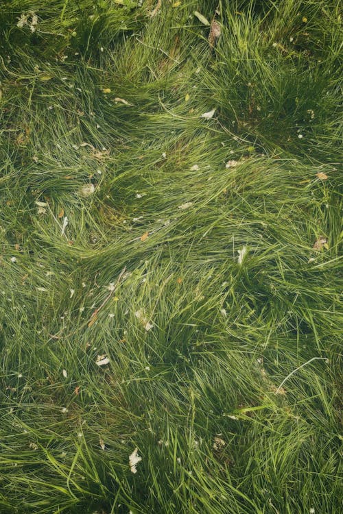 Imagine de stoc gratuită din fotografiere verticală, iarbă, lame de iarbă