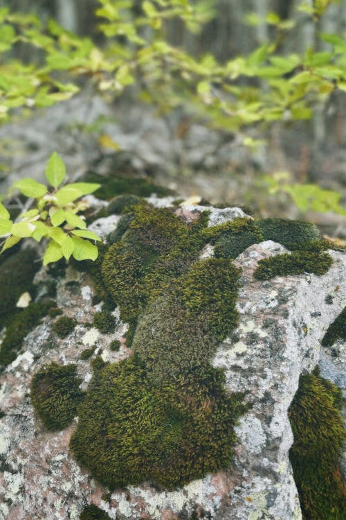 Základová fotografie zdarma na téma kameny, les, listy