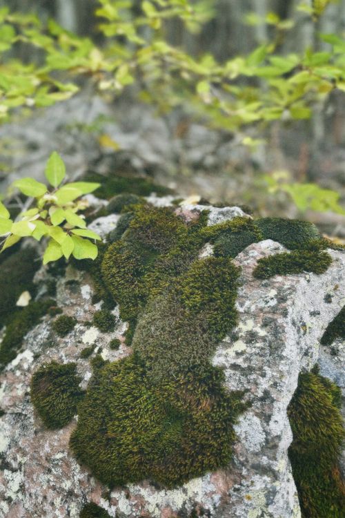 Free Close-up of green moss and leaves growing on a textured rock in a forest setting. Stock Photo
