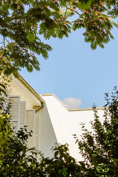 House Building Among Trees