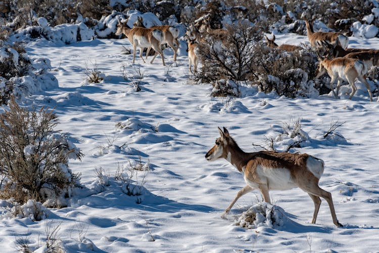 Herd Of Deers